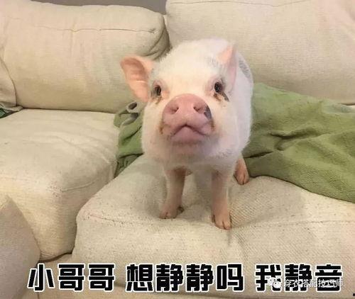 萌猪猪被大哥爆料视频,揭秘背后惊人真相  第2张